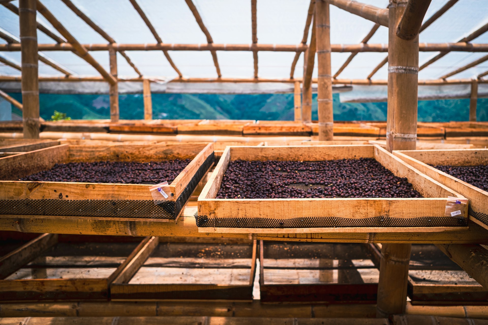 a group of wooden boxes filled with purple beans
